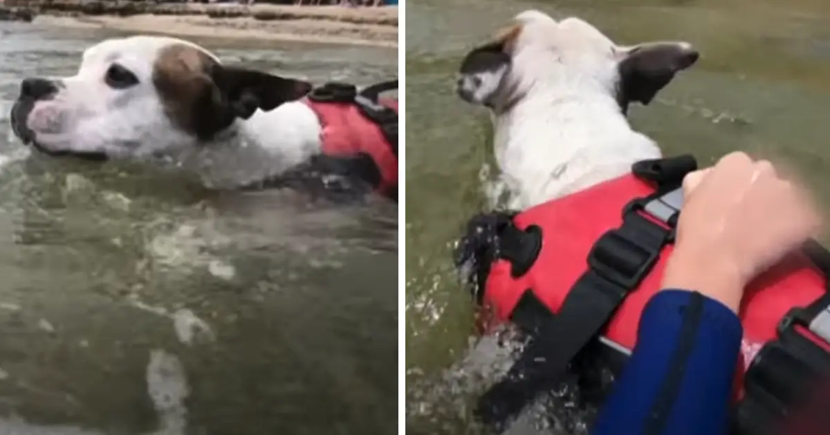 Pit Bull Dives Into Treacherous River Saves Boy From Drowning Dog