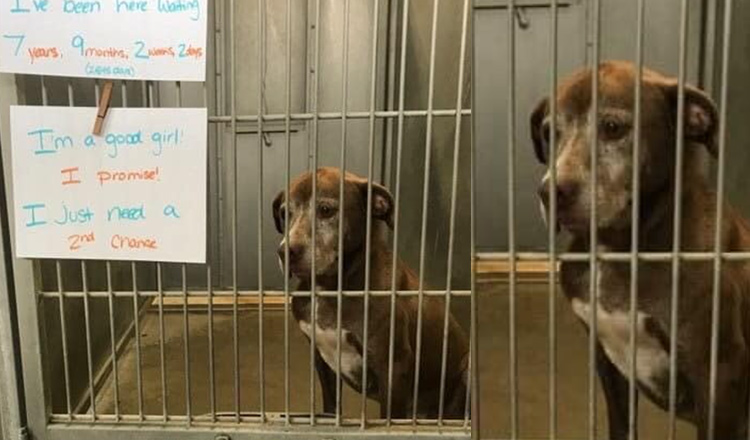 Lonely dog has been waiting in shelter for over 7 years, begs someone ...