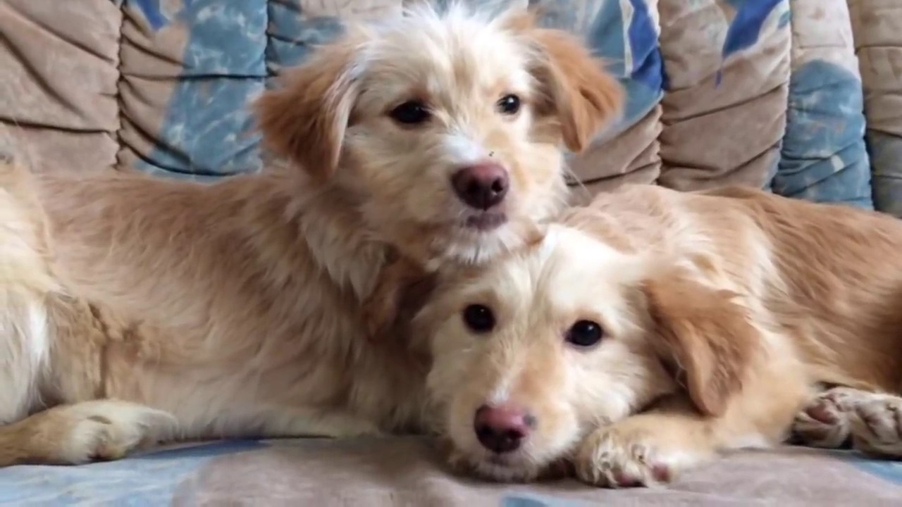 Two Adorable Puppies Got Rescued From A Pipe And Grew Up Beautifully ...