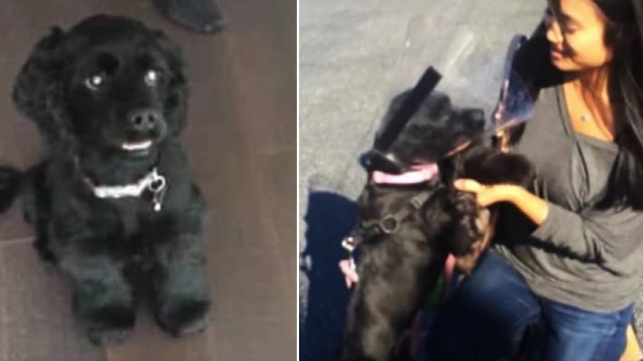 Blind Rescue Dog Sees Her Family For The First Time After Getting Eye ...