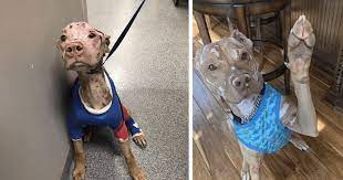 Severely Burned Pit Bull Defied The Odds And Is Now Loving Life