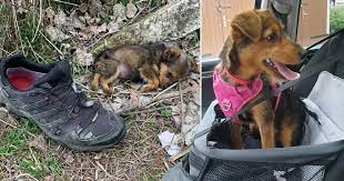 Abandoned puppy found sleeping in an old shoe finds forever home | Metro  News