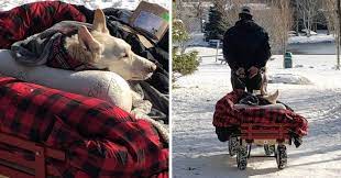 Man Walks His Paralyzed Dog In A Wagon Every Day Cause 'She'd Do The Same  For Him' - Cesar's Way