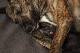 Depressed Rescue Dog Had No One To Play With - Becomes Best Friends With A  Rat (12 Pics) - Kingdoms TV