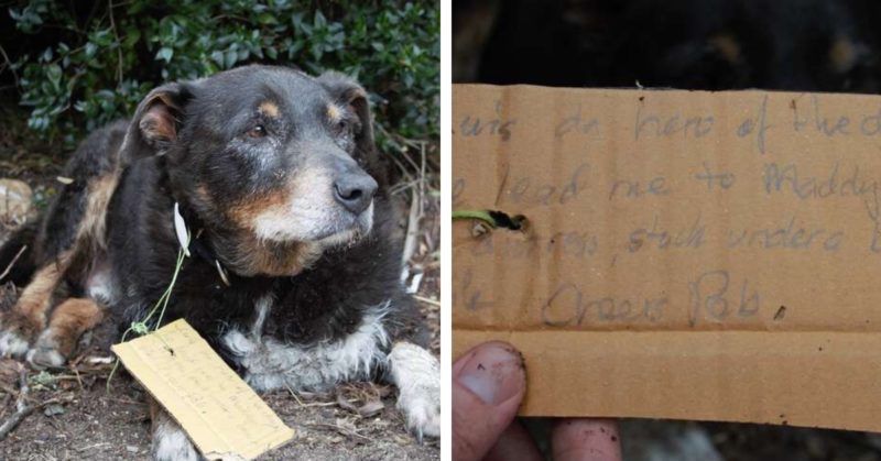 Missing Dog Comes Back To His Family With Handwritten Note Calling Him ...