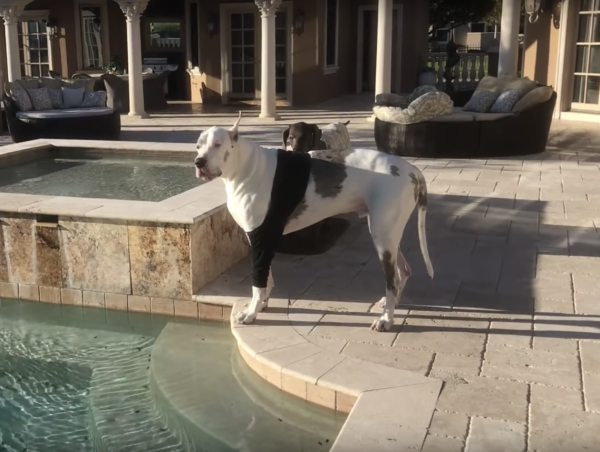 Great Dane Throws Tantrum When He Is Told Not To Swim. – Dog Inspiration
