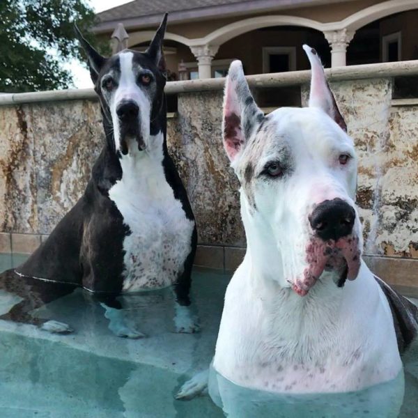 Great Dane Throws Tantrum When He Is Told Not To Swim. – Dog Inspiration