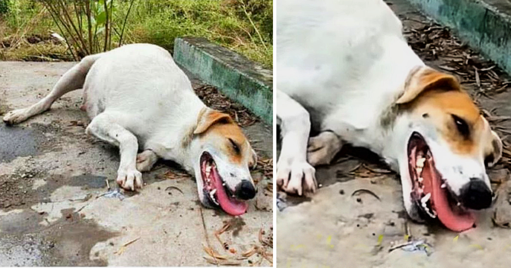 HELPLESS PREGNANT MOM DOG,EXHAUSTED LYING ON THE ROAD WAITING FOR HELP ...