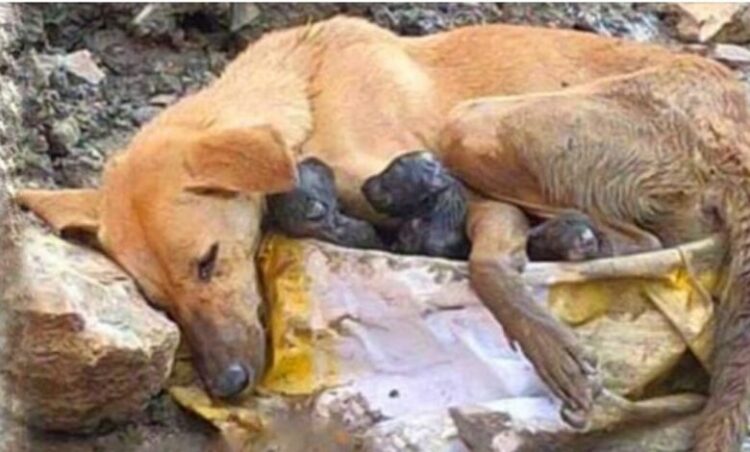 A pregnant stray dog gives birth in the bushes while attempting to keep ...