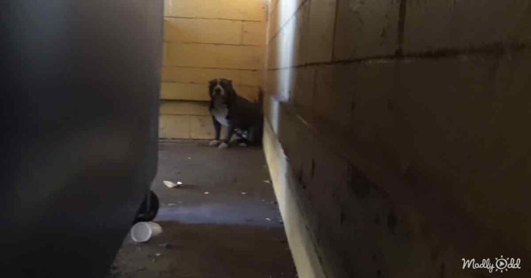 Innocent Pitbull abandoned outside a restaurant takes refuge behind