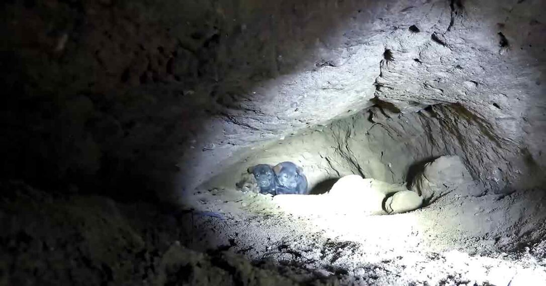 Rescuer saves scared puppies by crawling 18 feet into the earth. – Dog ...