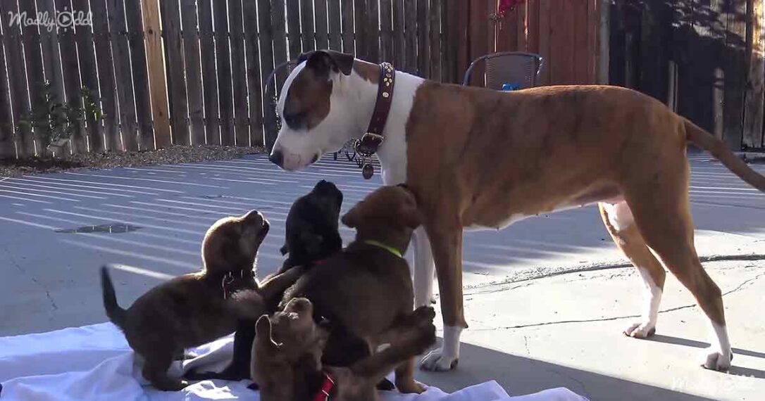 Rescuer saves scared puppies by crawling 18 feet into the earth. – Dog ...