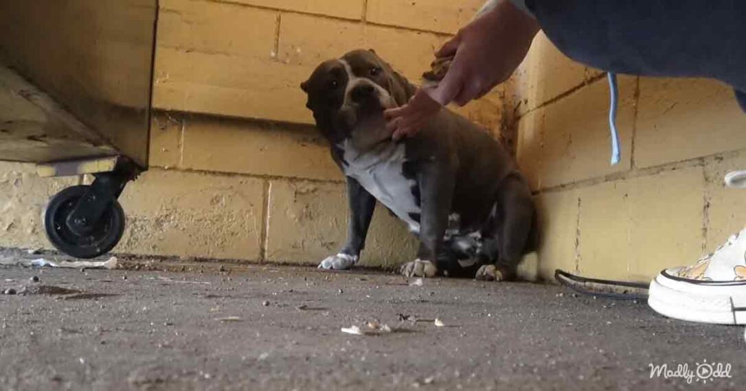 Innocent Pitbull abandoned outside a restaurant takes refuge behind