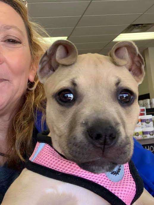 Meet Cinnamon, The Puppy With Adorable ‘Cinnamon Roll’ Ears. Dog Inspiration