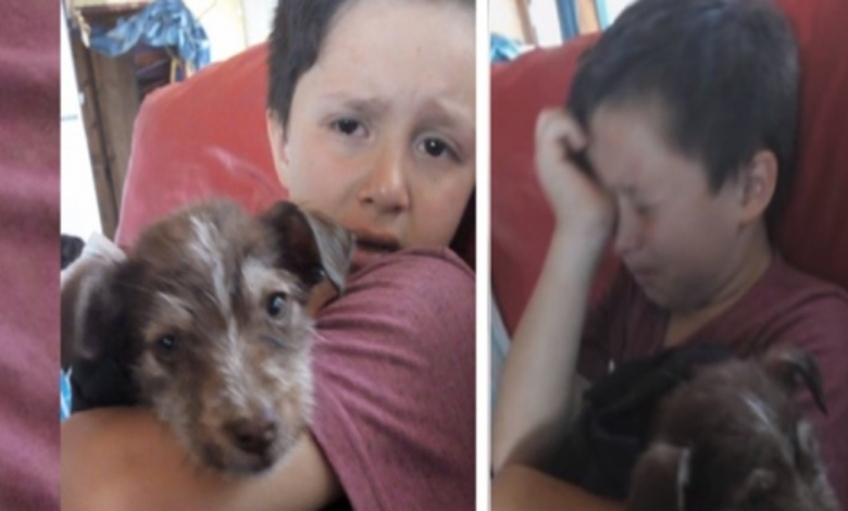 BOY SAVES MISTREATED PUPPY BY OTHER KIDS,TAKES IT TO VET AND NOW THEY ...