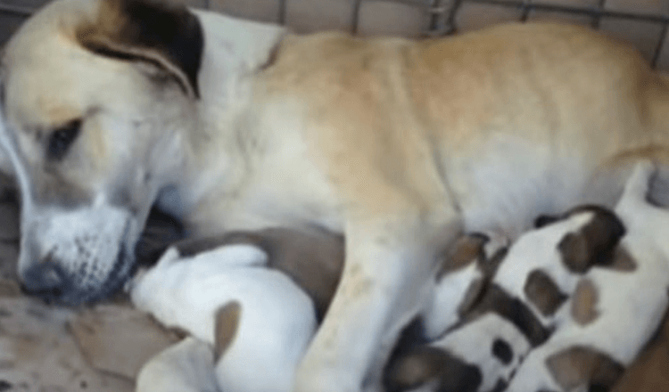 AMERICAN SOLDIERS REFUSED TO LEAVE STRAY MAMA DOG AND HER PUPPIES ...