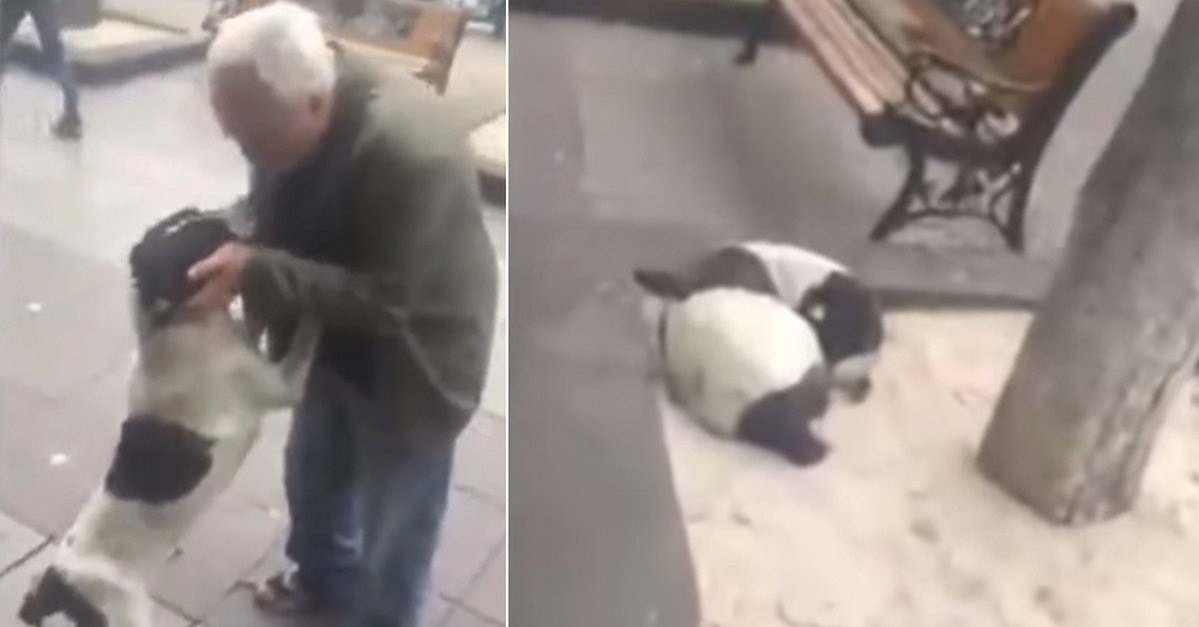 Man Finds Lost Dog After 3 Years. – Dog Inspiration
