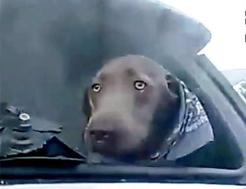 CRYING DOG TRAPPED IN A CAR IS SAFE AND SOUND THANKS TO A POLICE ...