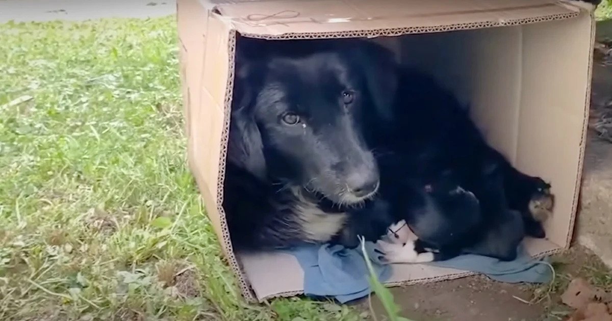 To keep her babies warm, a stray mama dog curls up in a cardboard box ...