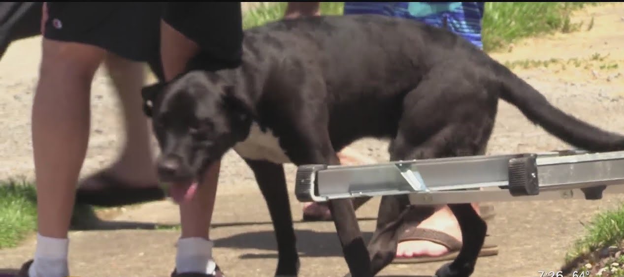 Diego, the hero dog, alerted his owner to the fire and saved his home ...