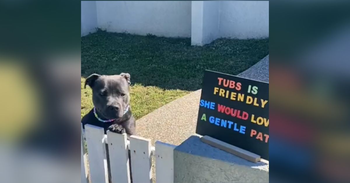 Adorable terrier simply wants to be petted, so owner posts a sign and
