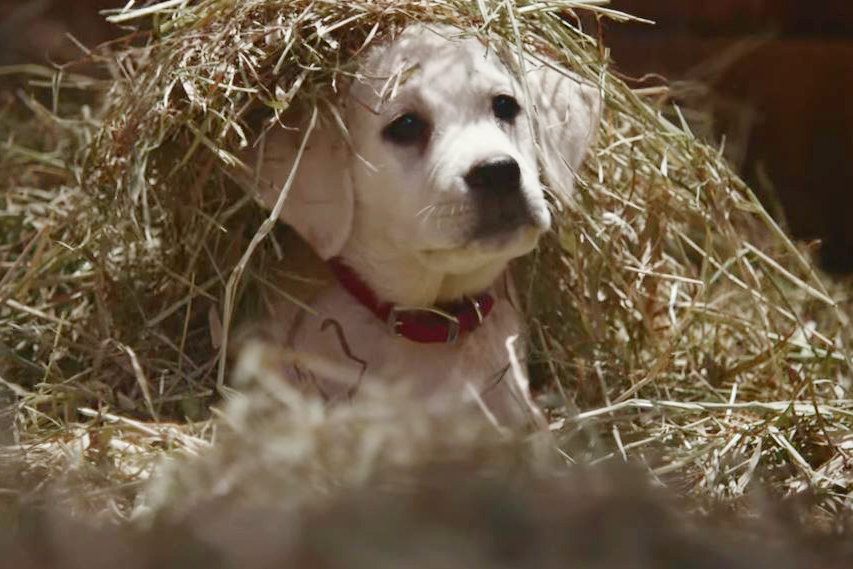 The most watched Super Bowl ad is “Lost Dog” by Budweiser. Dog