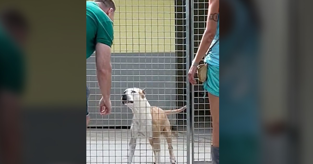 Dog ,,jumps for joy” when someone finally notices him after 270 days in