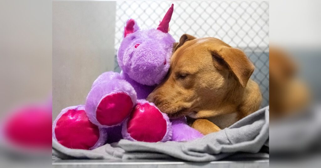 Dog Stray Constantly Attempts To Steal Unicorn Dog Inspiration