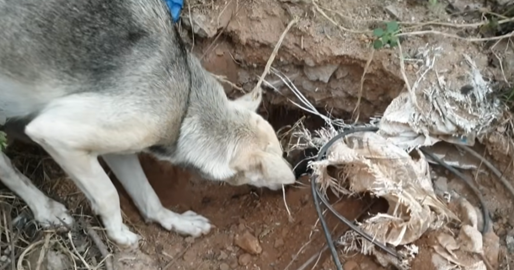 A stray mama dog approaches a guy and begs him to save her puppies ...