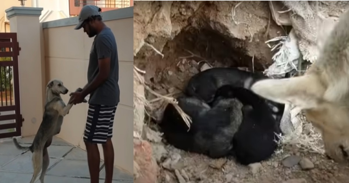 A stray mama dog approaches a guy and begs him to save her puppies ...