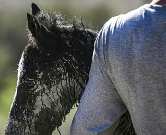 A wild mare approaches rescuers and begs them to help her save her