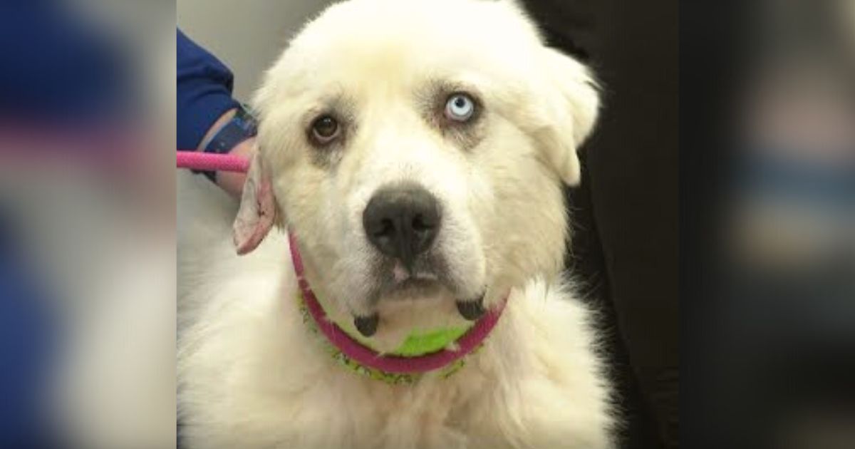 Heroic herd dog fights off a pack of 11 coyotes to protect sheep, earns praise online Dog