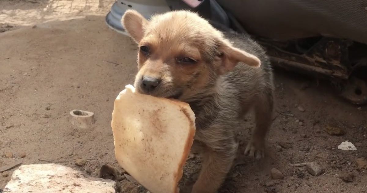 Street Puppy Shares His Piece Of Bread With Rescuers Dog Inspiration