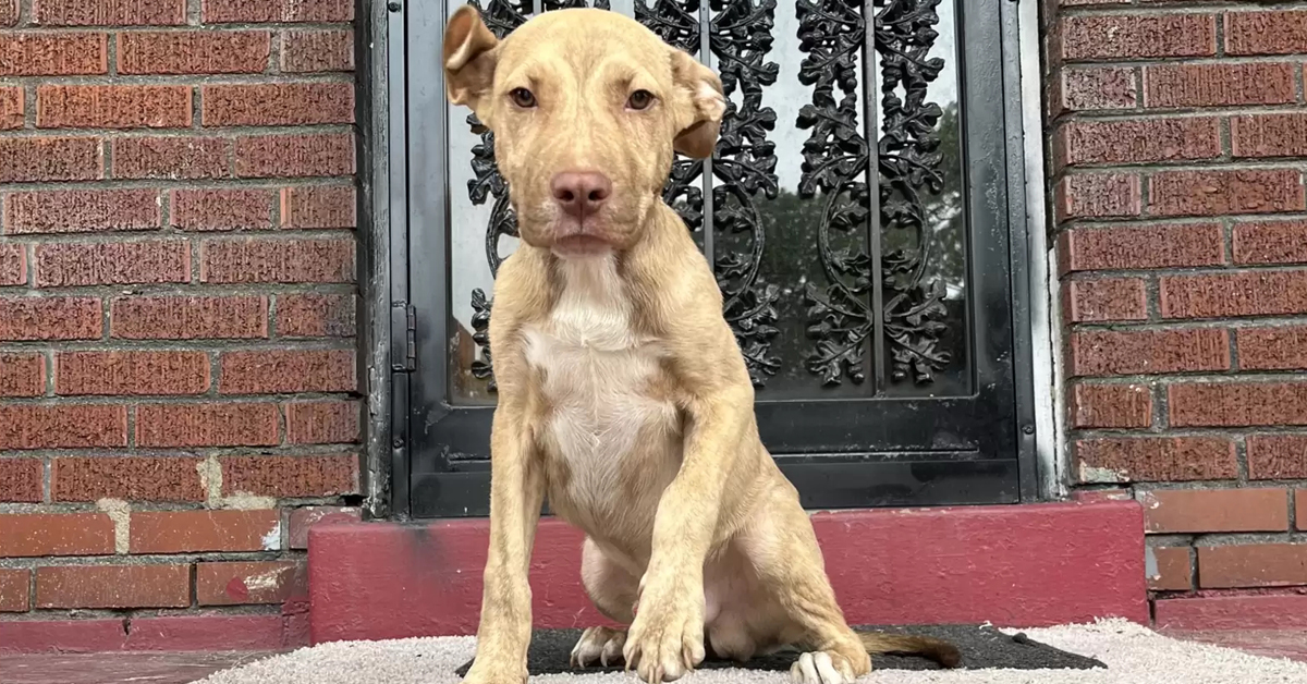 Stray Dog Keeps Showing Up On Family’s Porch Asking To Be Rescued Dog Inspiration