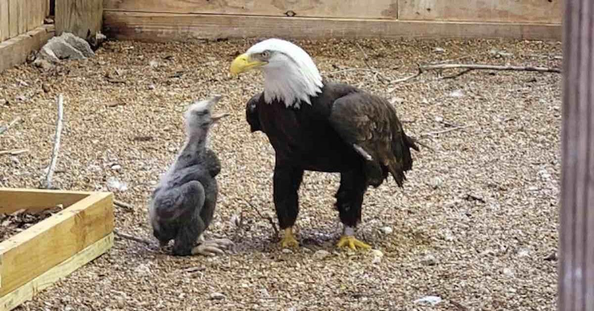 Bald Eagle Who Adopted A Rock Becomes Foster Dad – Dog Inspiration