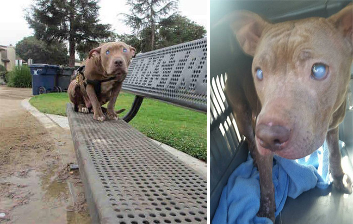 BLIND PITBULL ABANDONED ON PARK BENCH AFTER GIVING BIRTH FINALLY GETS ...