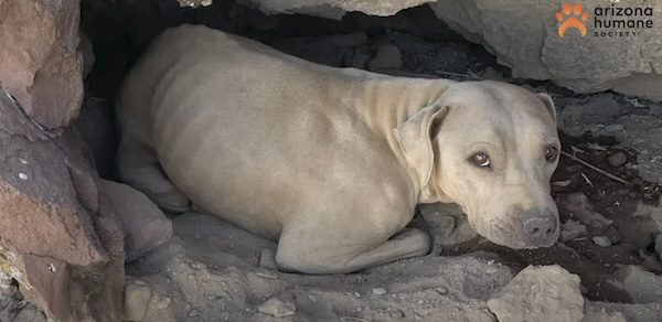 Kind Hiker Helps Save Dehydrated Stray Dog Stranded On Mountain. – Dog ...