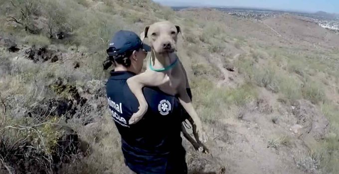 Kind Hiker Helps Save Dehydrated Stray Dog Stranded On Mountain. – Dog ...